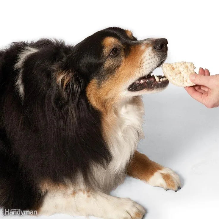 Câinele meu e obez?