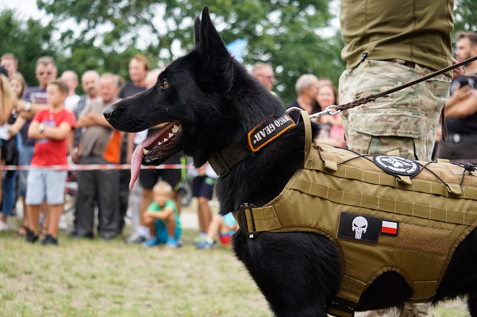 Dingo Gear – Taktikai kutyahám MOLLE-rendszerrel