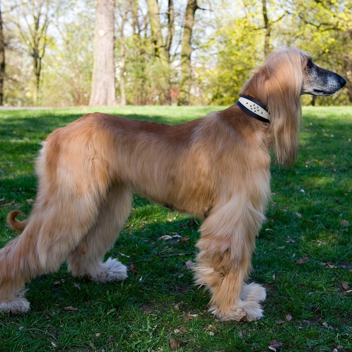 Bőr nyakörv agaraknak, Whippet Soft