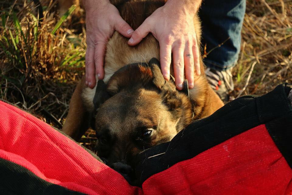 Dingo Gear – Costum de protecție completă pentru mușcătură (full bite)