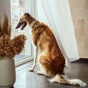 Bőr nyakörv agaraknak, Whippet Soft