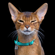 Energy fényvisszaverő macskanyakörv