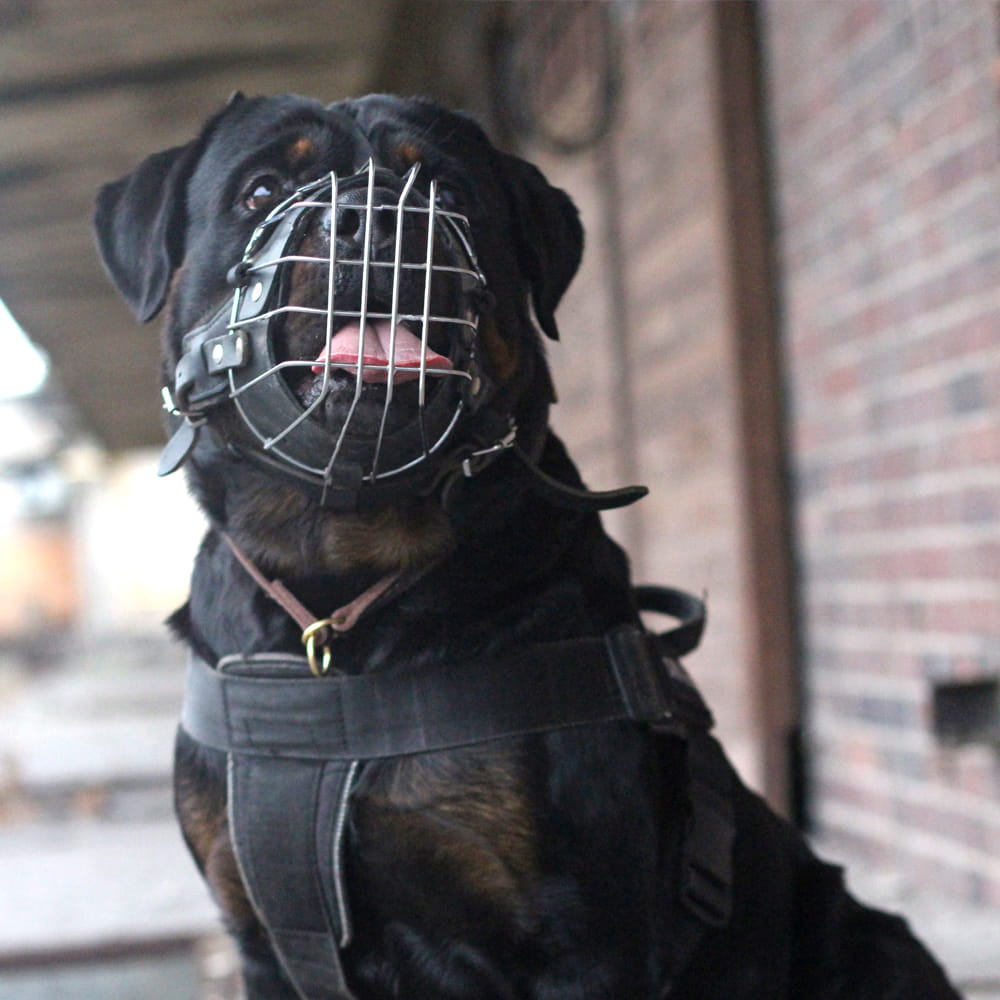 Dingo Gear – Botniță metalică întărită pentru Rottweiler