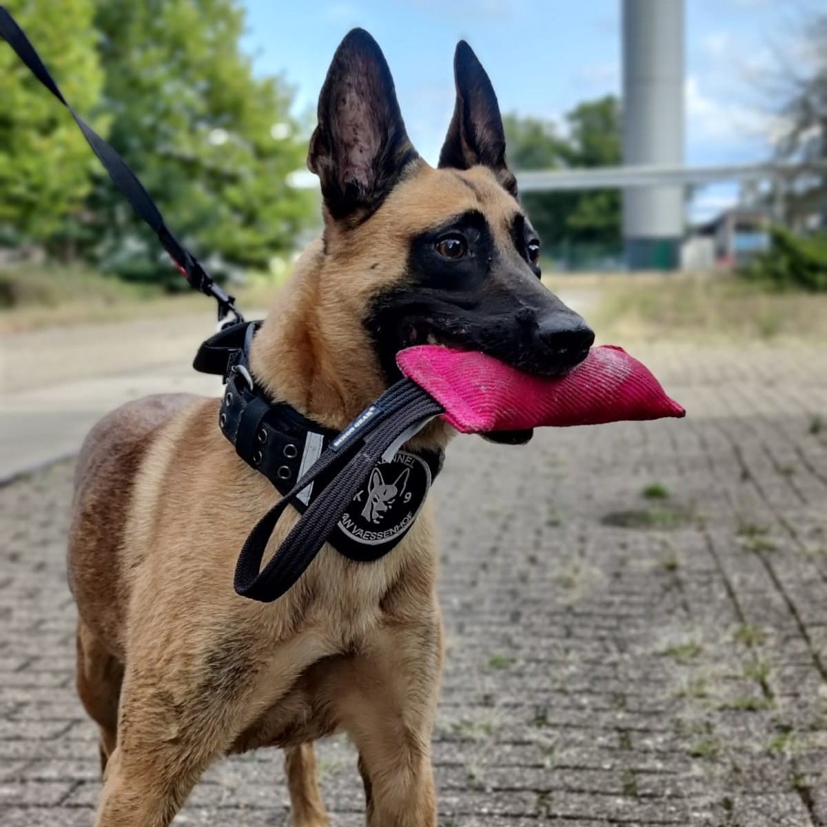 Dingo Gear – egyfogantyús Nylcot húzójáték kutyáknak