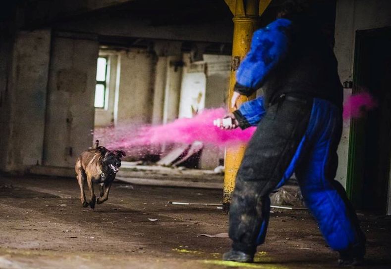 Dingo Gear – Costum de protecție completă pentru mușcătură (full bite)