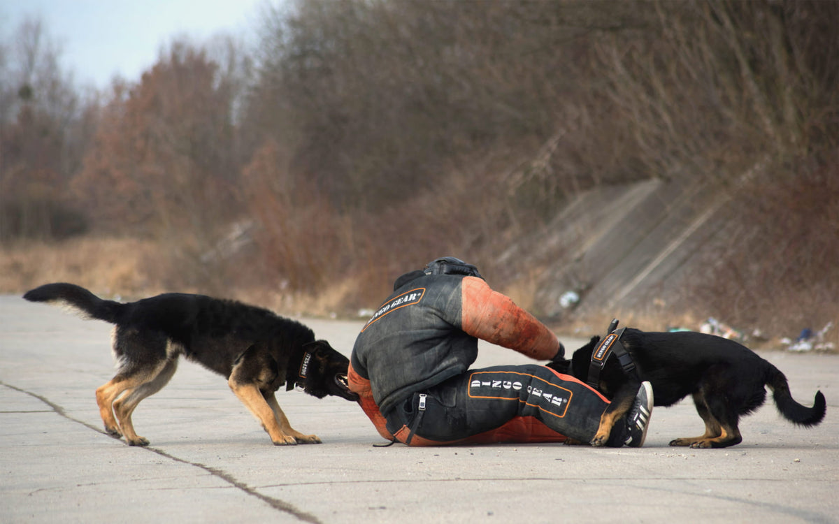 Dingo Gear – Costum de protecție completă pentru mușcătură (full bite)