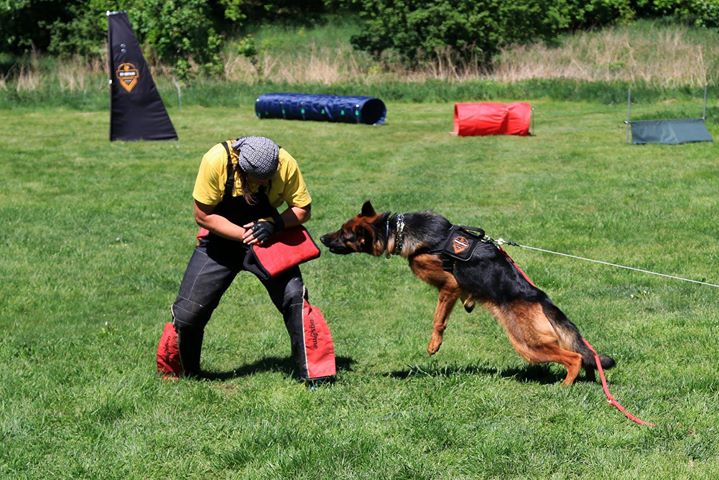 Dingo Gear – Pernă de mușcătură din Nylcot pentru pui