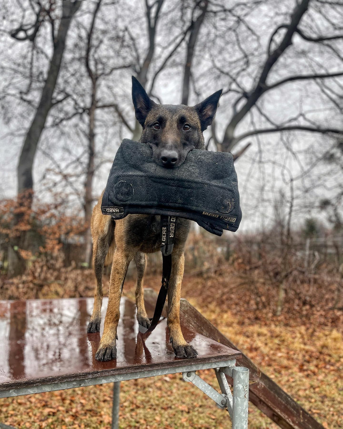 Dingo Gear – Pernă de mușcătură din Nylcot cu două mânere