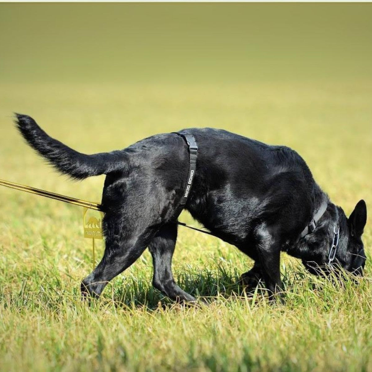 Dingo Gear – Fekete TRACY hevederből készült nyomkövető hám