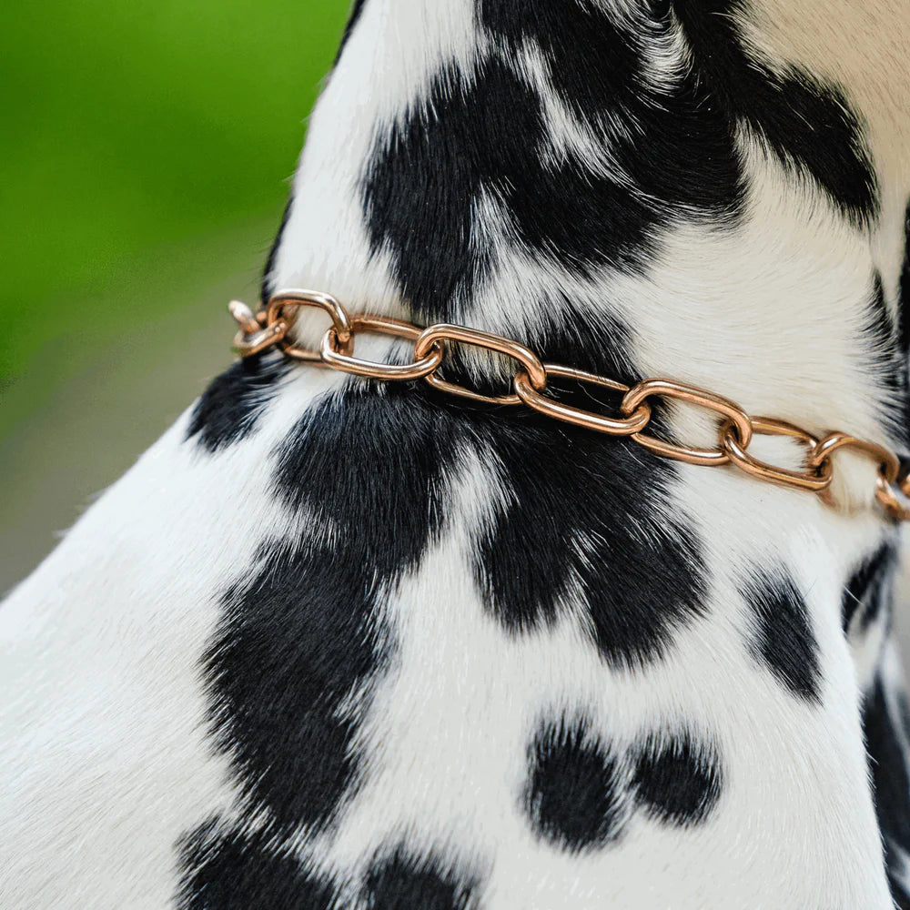 Közepes méretű Martingale-nyakörv összekötőlánccal, CUROGAN anyagból, 3,0 mm