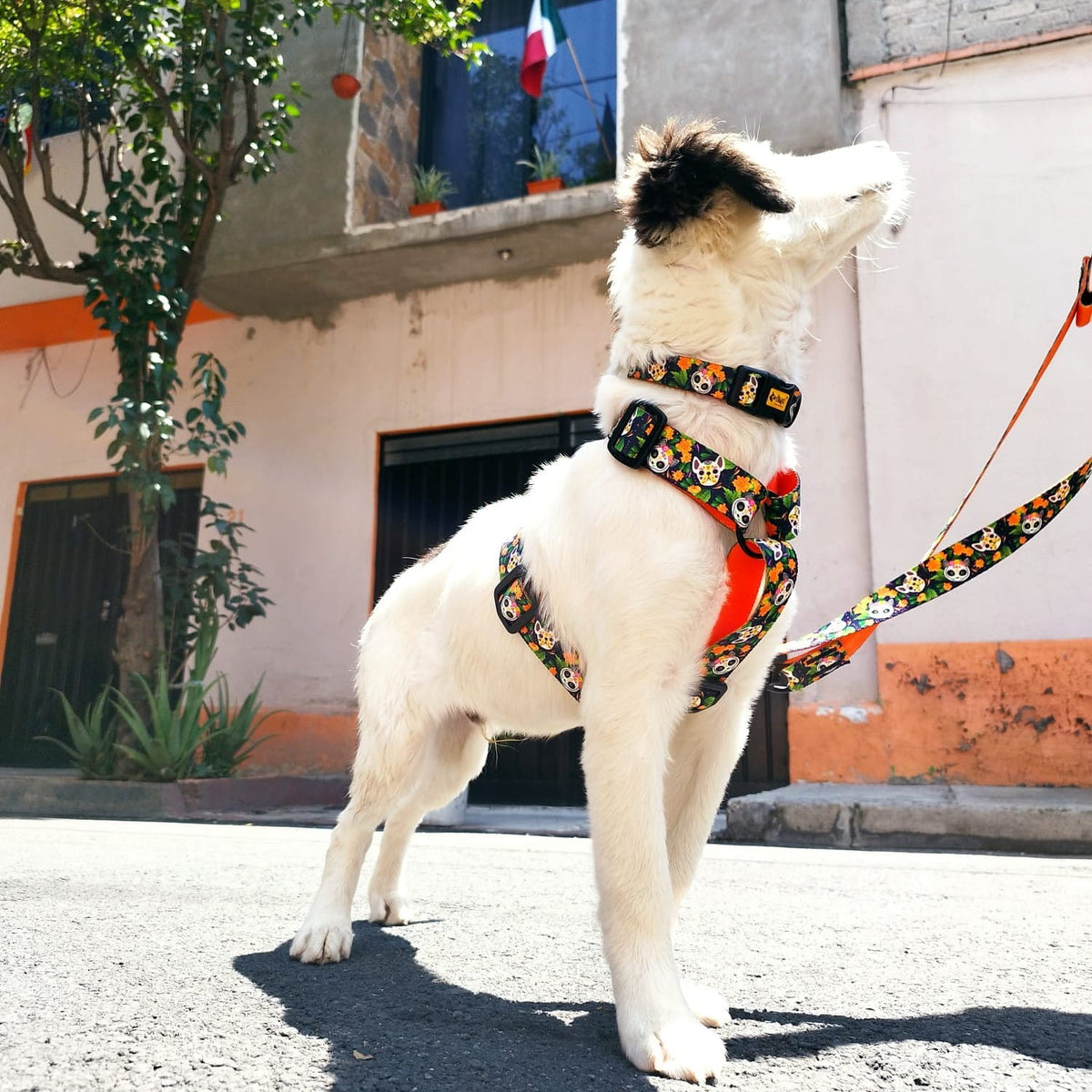 GUARD CITY CHIAPAS hám