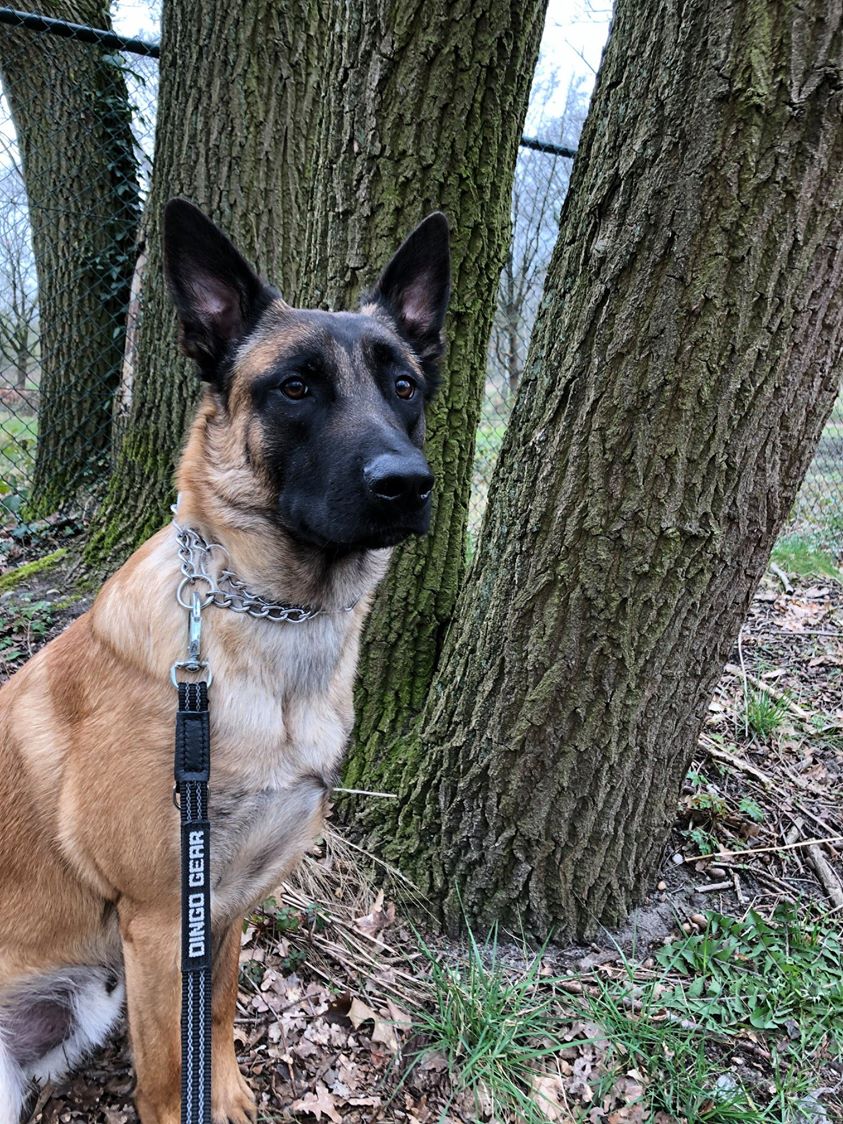 Dingo Gear – egyszerű, gumírozott hevederpóráz fogantyúval