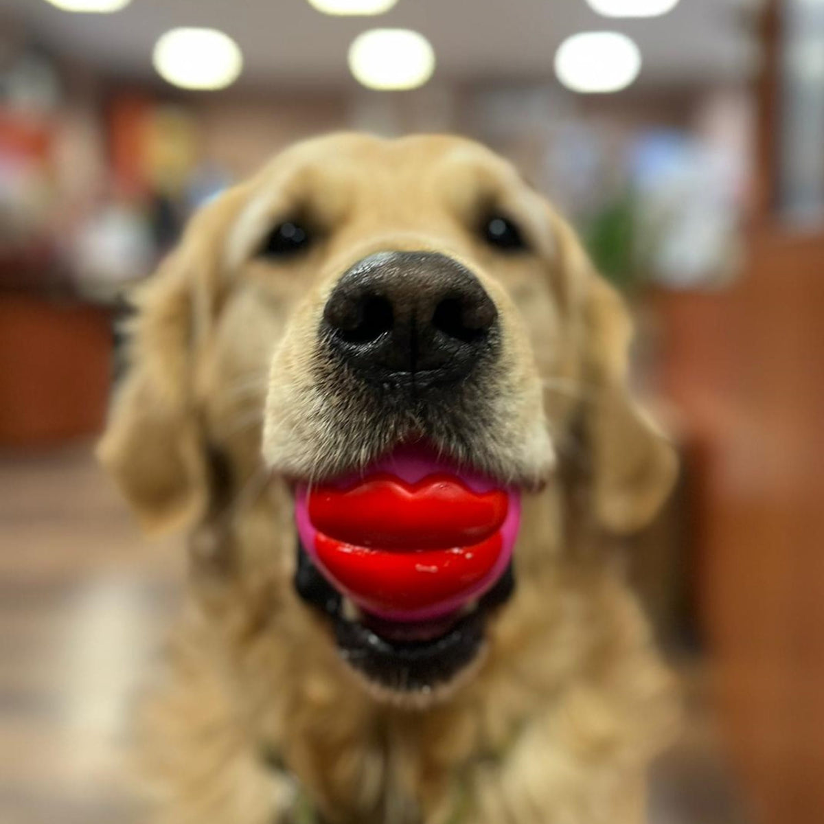 Lips labda kutyáknak