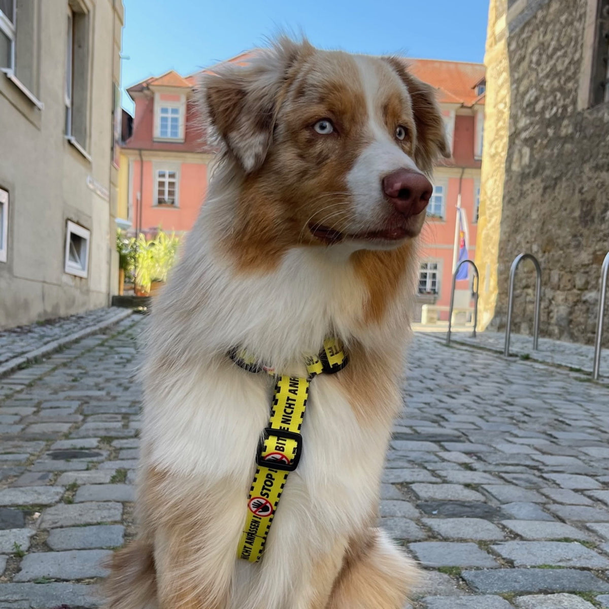 Sárga „Kérjük, ne” hám kutyáknak