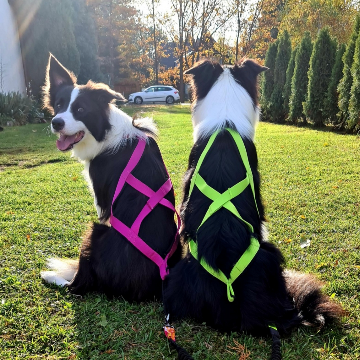 Húzóhám dogtrekkinghez