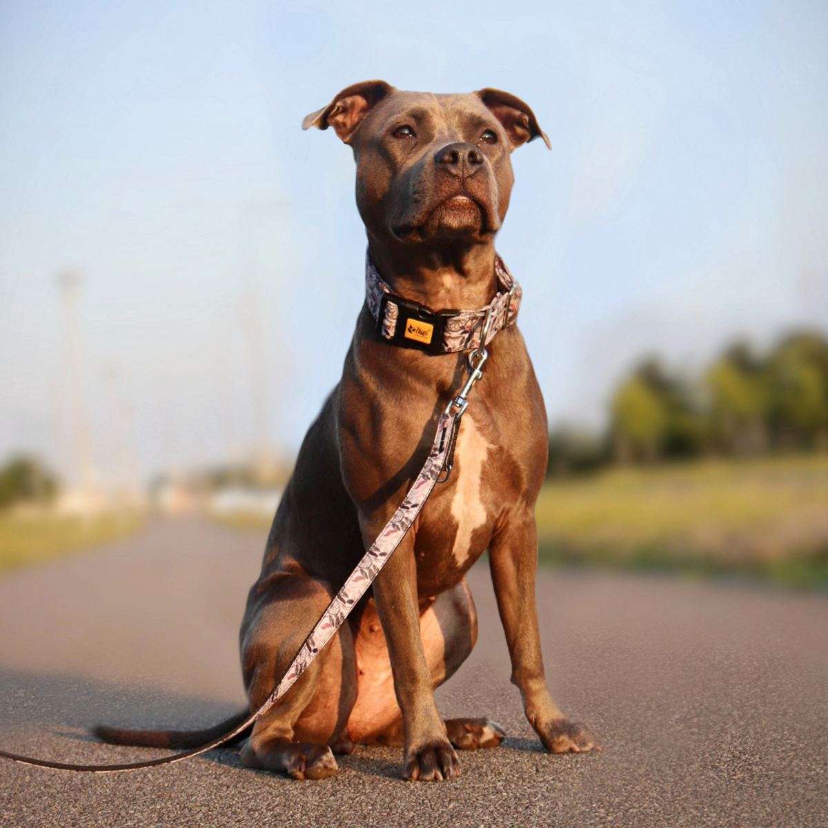 Állítható America Georgia kutyanyakörv