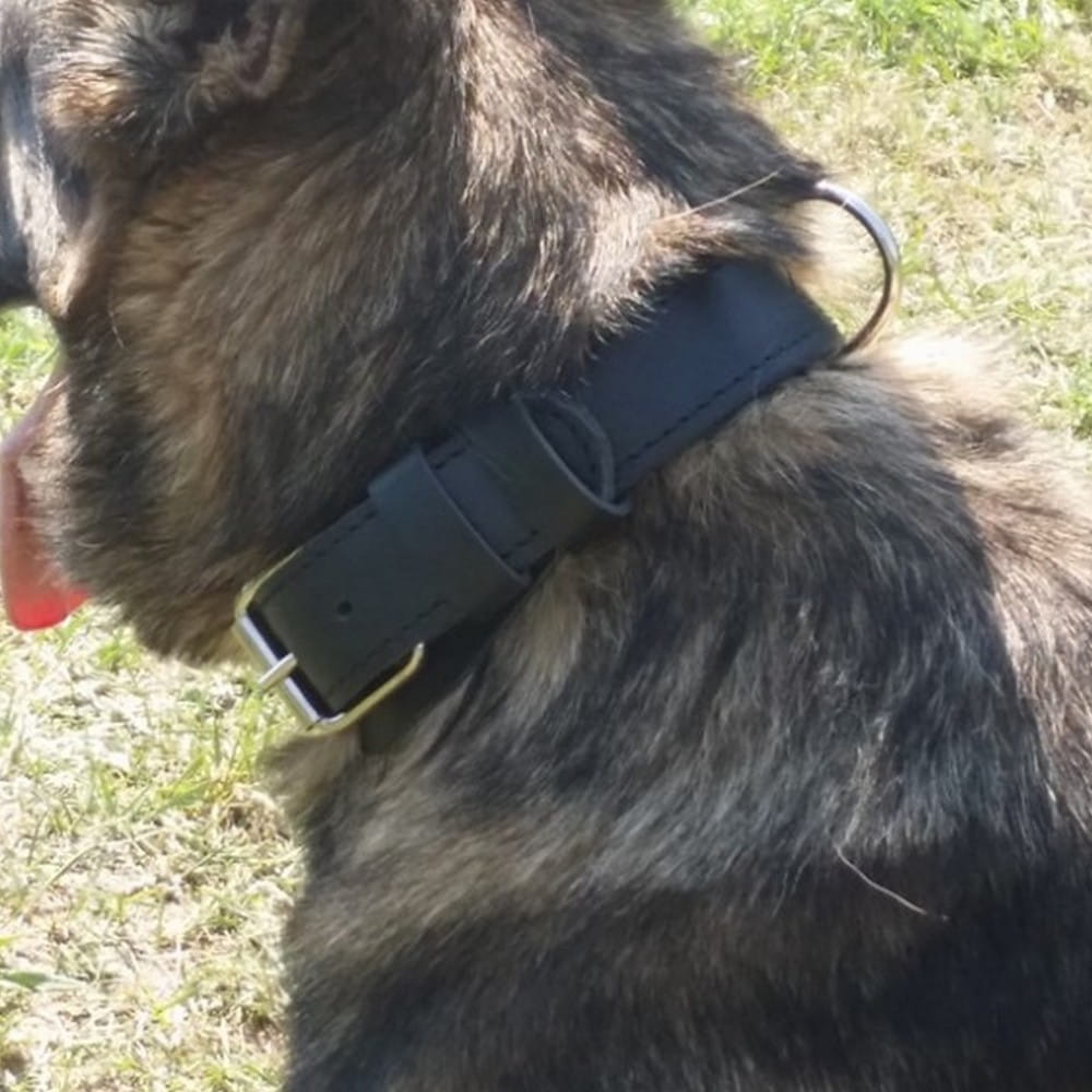 Dingo Gear CYWIL – Fekete valódi bőr nyakörv