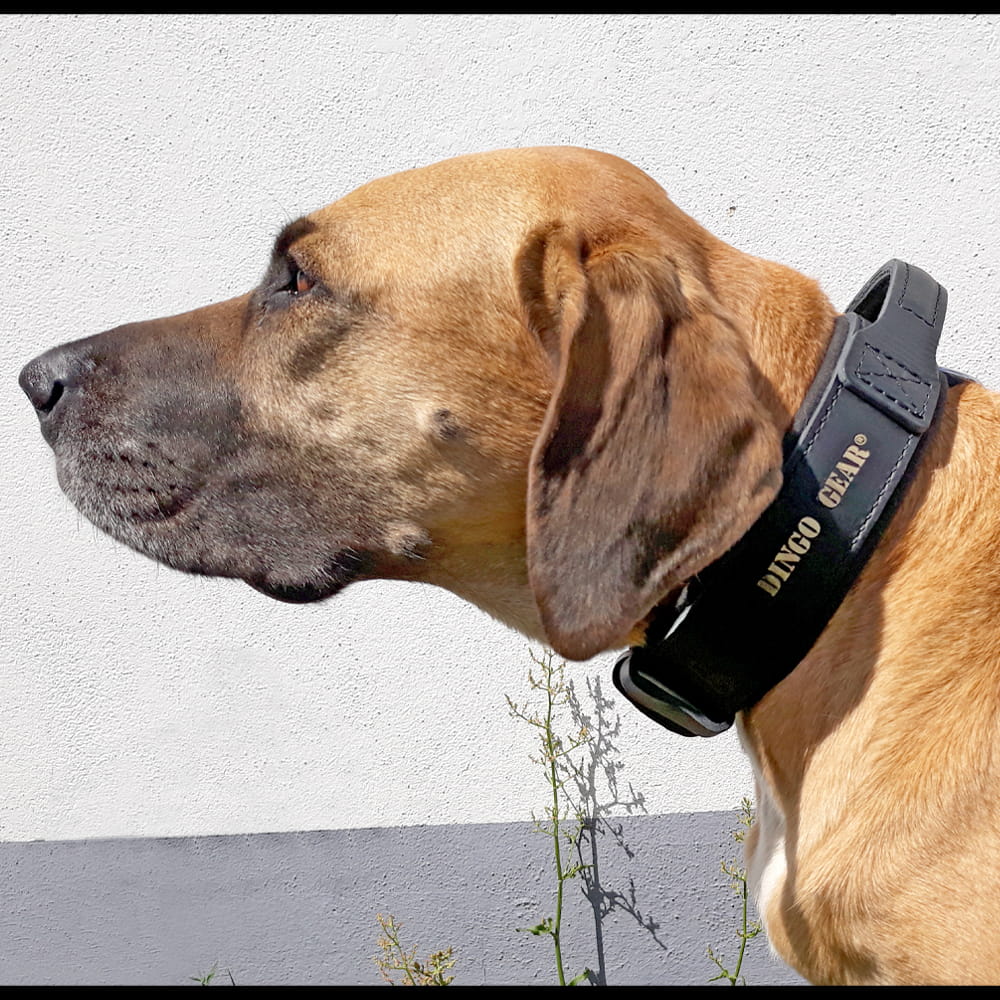 Dingo Gear – DRAGO nyakörv fogantyús hevederből, fekete