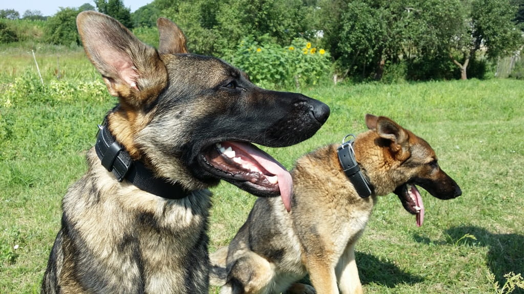 Dingo Gear MAX – valódi bőrből készült nyakörv, fekete