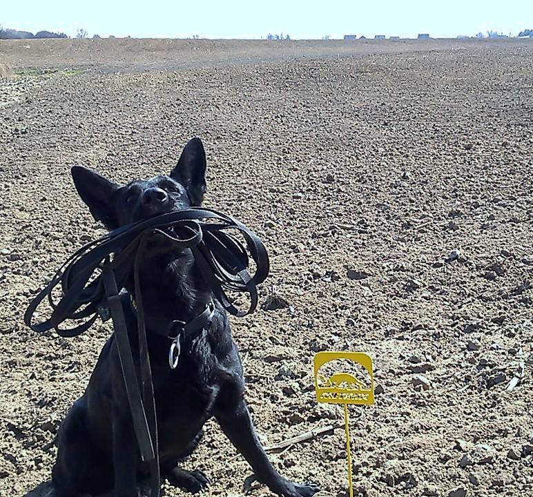 Dingo Gear – gumiszalagos kiképzőpóráz fogantyú nélkül – nagytestű kutyák számára