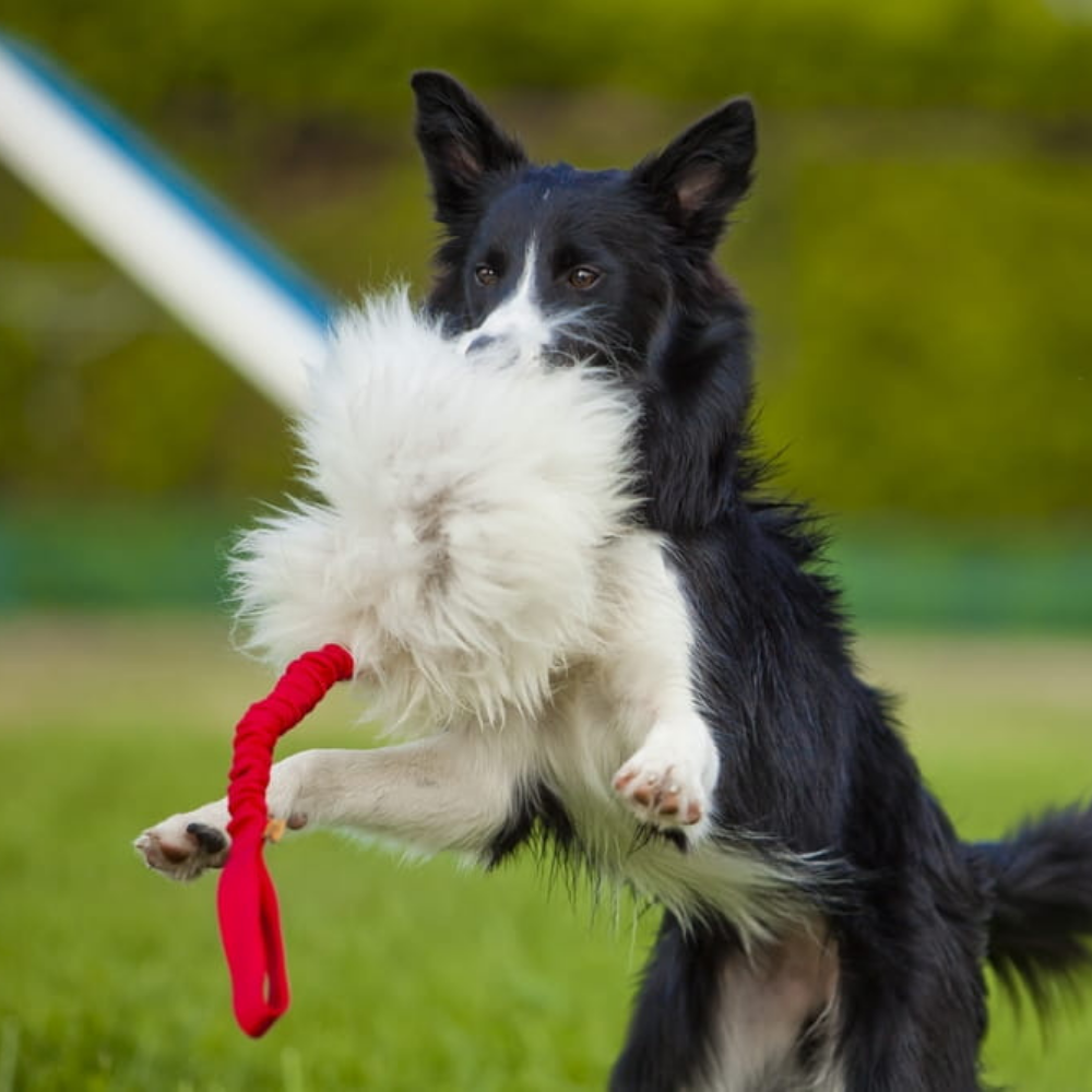 Játék kutyáknak Természetes báránybőr mop Bungee nyéllel