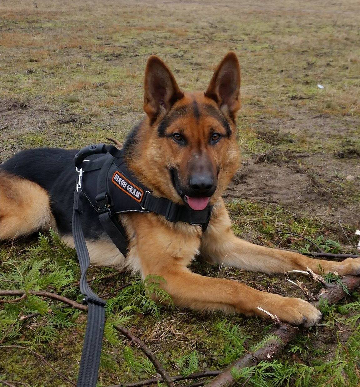 Dingo Gear EXTREME COBRA-SYSTEM – Extrém használatra tervezett kutyahám