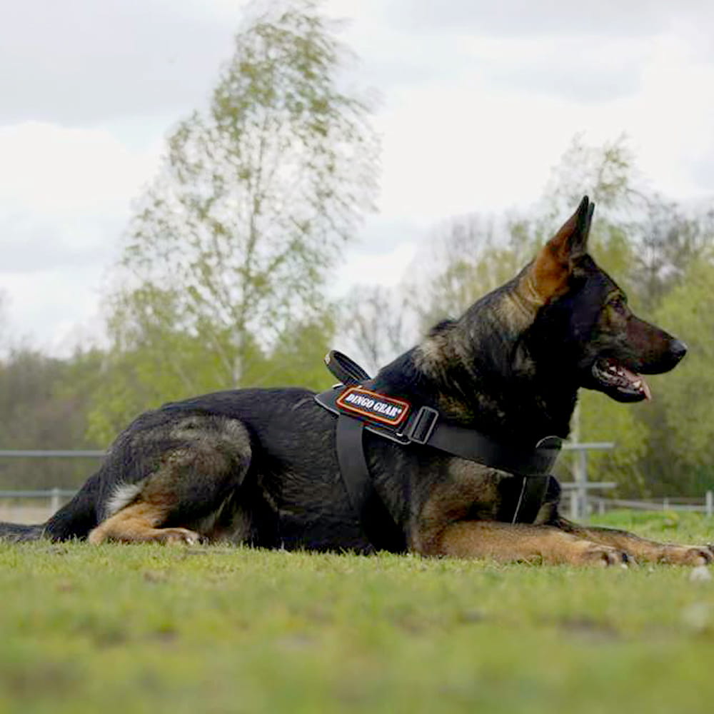 Dingo Gear – Stylon hevederből készült munkahám