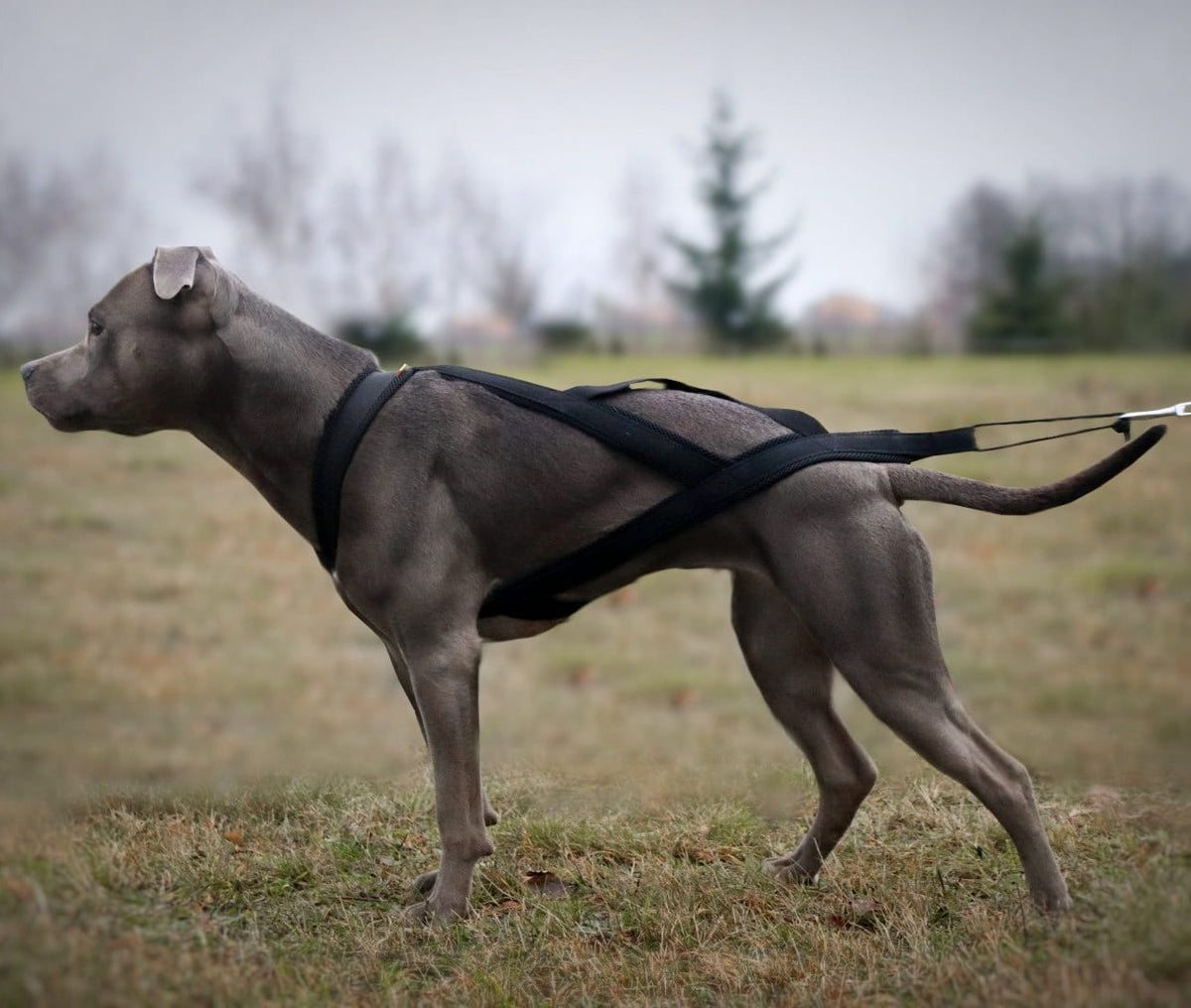 Húzóhám dogtrekkinghez