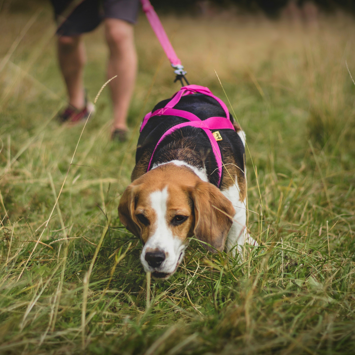 Húzóhám dogtrekkinghez
