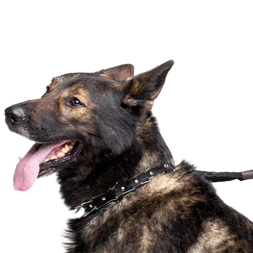 Dingo Gear – rejtett tüskés nyakörv állítható szíjjal